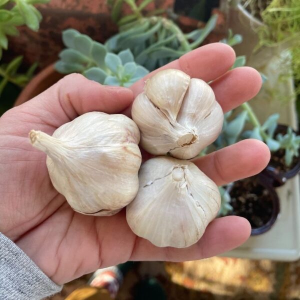 Fresh Garlic Certified Organic