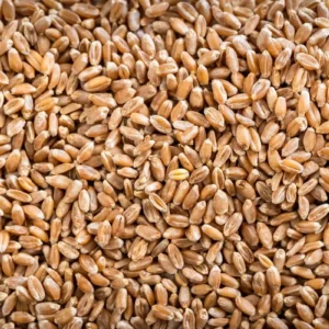 Organic Hard Red Spring Wheat