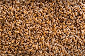 Organic Hard Red Winter Wheat