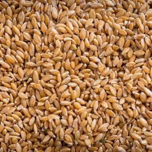 Organic Hard White Wheat