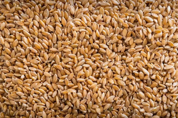 Organic Hard White Wheat