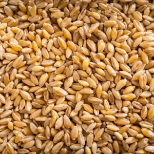 Organic Whole Grain Durum Wheat