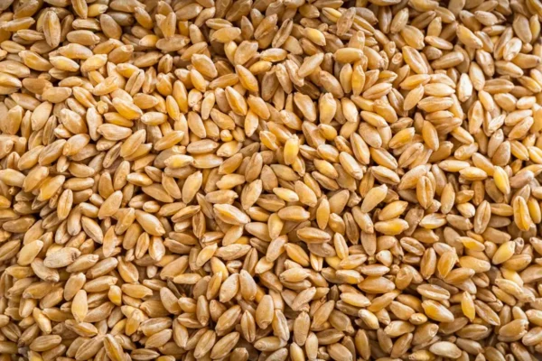 Organic Whole Grain Durum Wheat