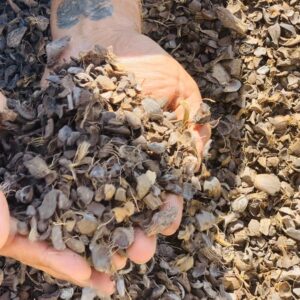 Palm Kernel Shell for Sale