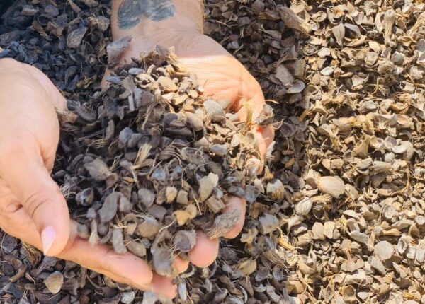 Palm Kernel Shell for Sale